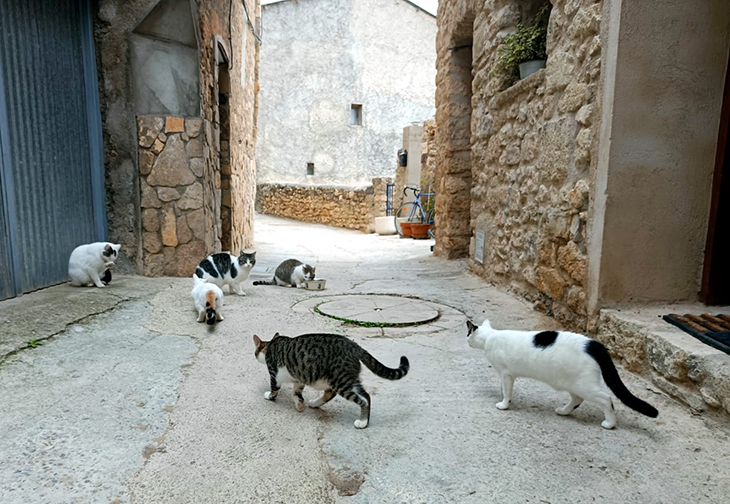 Isona comença una campanya per esterilitzar una colònia de més de 150 gats de carrer