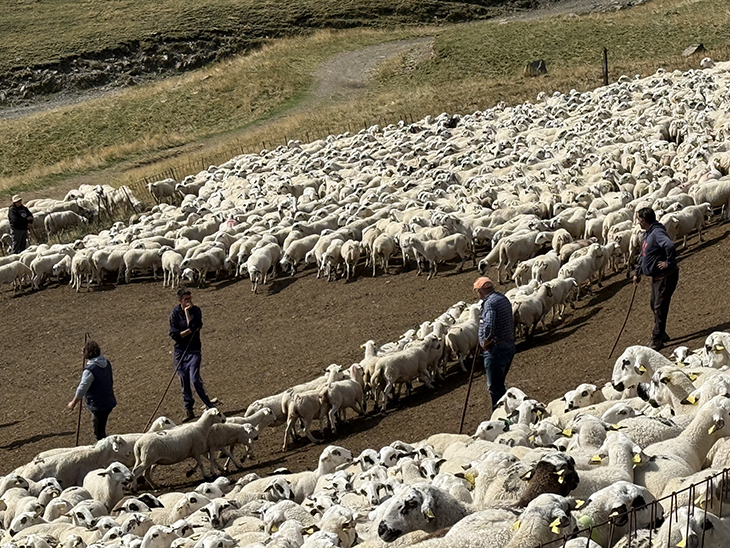 Milers d'ovelles baixen de les muntanyes de Seurí on han passat l'estiu pasturant