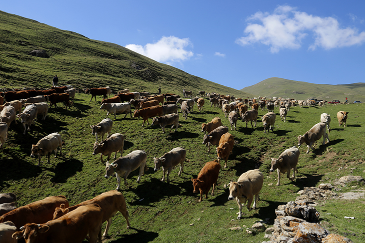 Una trentena de ramaders recullen les més de 1.200 vaques que han passat l'estiu a la muntanya de Llessui