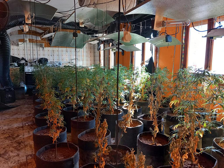 Els Mossos d'Esquadra detenen dues persones per cultivar 193 plantes de marihuana en una casa de Boí
