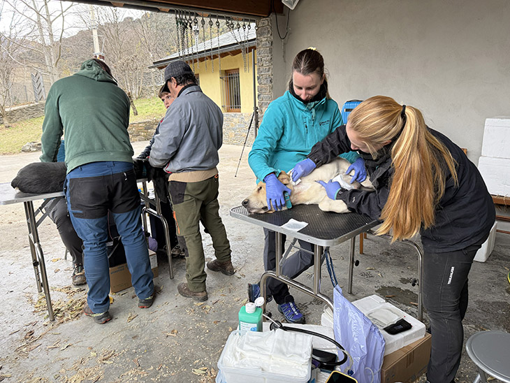 Una seixantena de gossos del Pallars Sobirà donen sang a Rialp