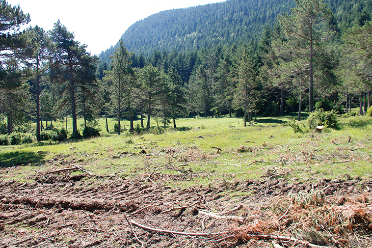 Campelles fa una tala d'arbres al Pla de Prats per "sanejar" i ordenar un espai molt freqüentat per excursionistes