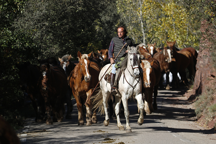Més de 200 cavalls en transhumància travessen el Pallars Sobirà de punta a punta