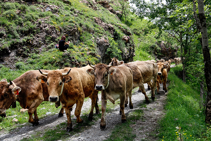 La sequera no impedeix que més d'un miler de vaques pugin a la muntanya de Llessui a passar l'estiu