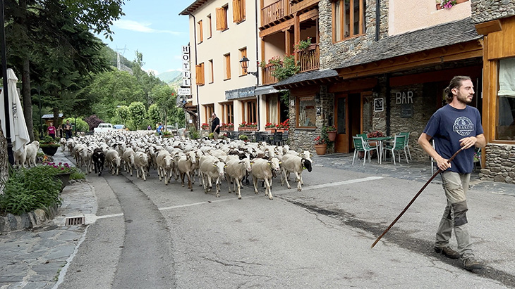 Tretze ramaders de l'Alt Pirineu agrupen el seu bestiar en quatre grans ramats per prevenir atacs d'ossos