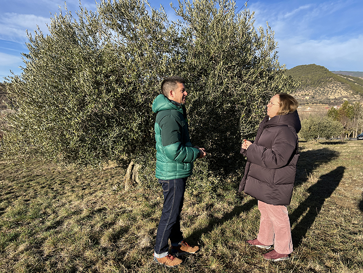 Identifiquen un total de 29 varietats locals d'olivera al Pallars Jussà