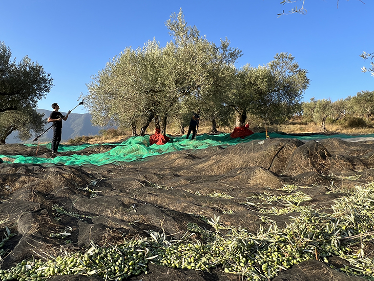 Les altes temperatures i la sequera avancen més d'un mes la collita d'olives al Pallars Jussà