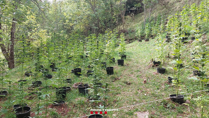 Detingut per cultivar 240 plantes de marihuana en una zona boscosa de les Valls d'Aguilar