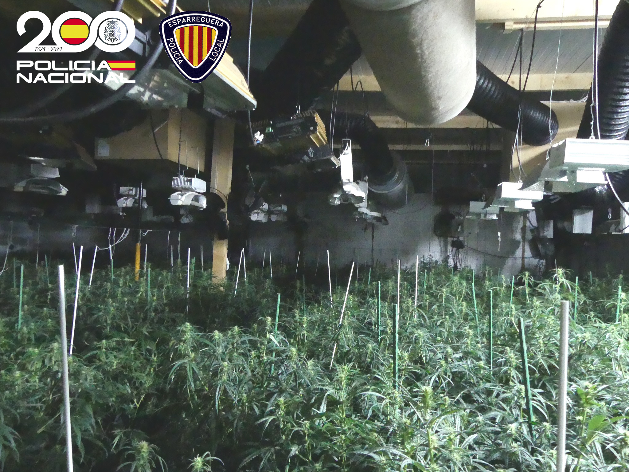Desmantellen a Esparraguera una plantació de marihuana ubicada en una nau industrial