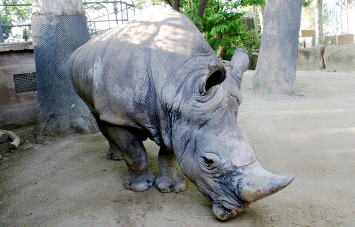 Mor al Zoo de Barcelona el Pedro, el rinoceront blanc més longeu d'Europa
