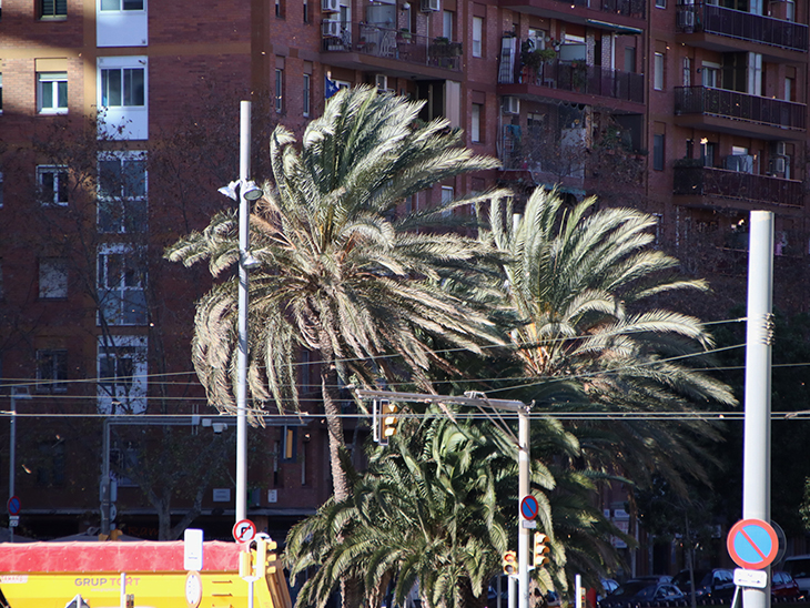 Barcelona activa l'alerta per vent i tanca els parcs de la ciutat