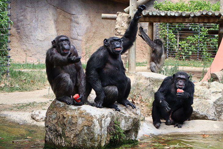 El Zoo de Barcelona tanca el 2024 superant els 840.000 visitants, la xifra més elevada dels darrers set anys