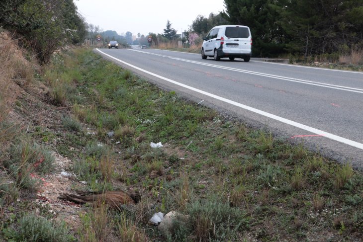 Les carreteres catalanes registren 15 accidents de trànsit al dia per xoc amb animals, un 50% més que fa 5 anys