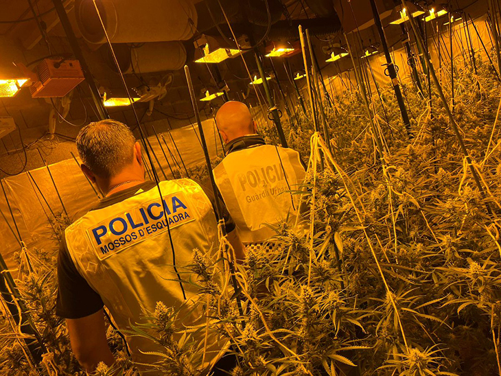 Tres detinguts a Arenys de Munt per una plantació de marihuana amb prop de 1.700 plantes a Barcelona