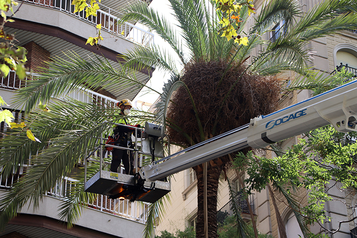 Barcelona finalitza la revisió extraordinària de palmeres datileres amb la retirada de 708 exemplars