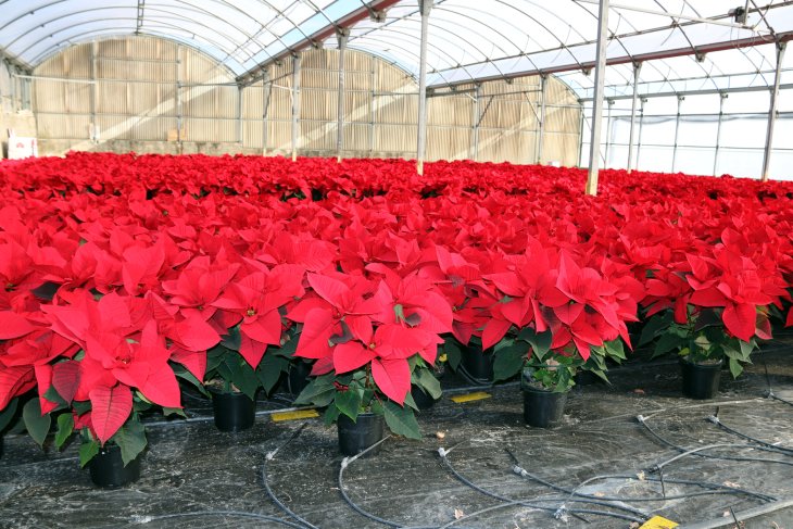 Els productors de ponsèties parlen d'una temporada "excel·lent" i esperen arribar a 1,5 milions de plantes venudes