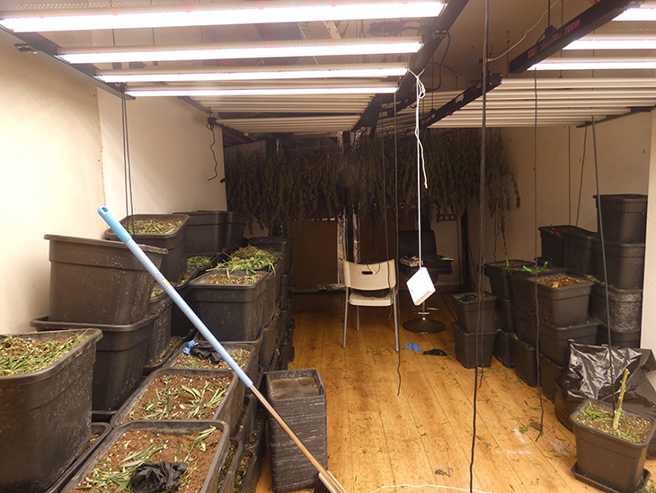 Detenen un home que tenia 160 plantes de marihuana en un pis a Mataró