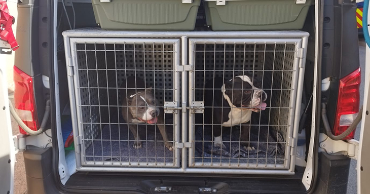 Rescatats dos gossos que tenien tancats en un domicili deshabitat al districte de Sant Martí de Barcelona