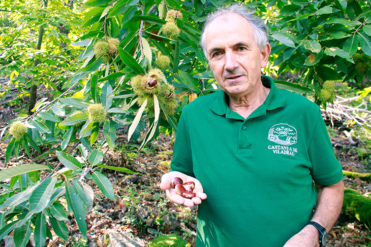Els productors de castanya de Viladrau estan a les portes d'una nova campanya de recol·lecció d'aquest fruit de tardor. Les pluges de les últimes setmanes i la baixada de temperatures han estat "claus" per capgirar la situació. "Fa un mes prevèiem un desastre", admet a l'ACN el gerent del Centre de Manipulació de la Castanya, Joaquim Solé. "Les sensacions que tenim ara és que mantindrem la producció de l'any passat amb 14 tones", assenyala, tot i que no serà fins al final de la collita que tindran el balanç final. Les altes temperatures a l'estiu també van propiciar una major incidència del xancre, una malaltia causada per un fong que ha matat parts d'algun castanyer.  Els castanyers ja han començat a obrir els seus pellons, deixant veure les castanyes a dins, donant així l'inici d'una nova campanya al Montseny, on es recull la castanya de Viladrau. "Si fa un mes vèiem un desastre, ara hi ha bones sensacions", explica el responsable del Centre de Manipulació de la Castanya, Joaquim Solé. Les temperatures han baixat i els ruixats que hi ha hagut en l'últim mes han permès fer un tomb a la situació.  "Ja tenim les castanyedes ubicades en llocs pensats pel canvi climàtic, a la cara nord, on ja hi toca poc el sol i no hem d'anar a regar arbres perquè són centenaris i aguanten", detalla. Tot i això, la calor s'ha allargat moltes hores del dia aquest estiu. "A les 7 del matí estàvem a 18 graus, però al migdia ja eren 35 i arribar al vespre amb 25 graus, això no passava", remarca.  Aquests dies, en canvi, s'ha retornat a la normalitat, amb temperatures més baixes i la presència de rosada. "Les fulles regalimen aigua i això és fantàstic perquè fa que s'hidrati el palló, s'infli i vagi guanyant pes", afegeix. Per contra, també han vist que hi ha hagut un excés de pol·linització en alguns arbres. "Tenim castanyers que van molt carregats i això tampoc és bo perquè les castanyes queden més petites", explica Solé. En general, però, creu que el calibre serà similar a l'any passat i, en alguns casos, lleugerament més grans.  Més finques i una nova botiga a Barcelona  A diferència de l'any passat, enguany arriben a la collita amb totes les finques desbrossades i al dia. L'any passat no van arribar-hi a temps i enguany s'han anticipat. Actualment, compten amb 16 finques, 3 més que fa un any. Les castanyedes que gestionen estan a Viladrau, Arbúcies, Riells i al poble del Montseny, entre d'altres. Solé subratlla la importància de desbrossar i netejar les finques per fer aflorar tot aquest patrimoni de castanyers que, amb l'abandonament del bosc, havien quedat desatesos. "És un patrimoni que no es pot deixar perdre", afirma.  Des del Centre de Manipulació de la Castanya a Viladrau han aconseguit diversificar el negoci i seguir obrint canals de venda i difusió d'aquest producte. Fa pocs dies han obert per primer cop una botiga al barri de Gràcia de Barcelona per seguir explicant la feina que fan i vendre tots els elaborats.  Nou dispositiu per evitar robatoris a les finques  Els productors fa anys que pateixen robatoris de castanyes quan arriba la tardor. Enguany estrenaran un nou dispositiu que compta amb la col·laboració d'una quarantena de veïns voluntaris i la coordinació amb els Mossos d'Esquadra, Agents Rurals i Policia Local. S'ha elaborat un protocol per ser més ràpids i avisar de vehicles o gent sospitosa de forma organitzada.  Entre ells també hi ha grups de caçadors amb qui estaran en contacte per detectar els punts conflictius. Els porcs senglars es mengen de nit les castanyes de les finques i són una altra de les amenaces durant la collita.