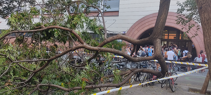 Cau un arbre de cinc metres davant l'escola Josep Maria Jujol del barri de Gràcia, a Barcelona