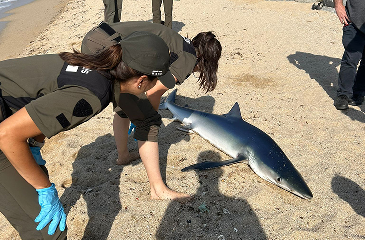 Troben un tauró embarrancat a la platja d'Ocata del Masnou