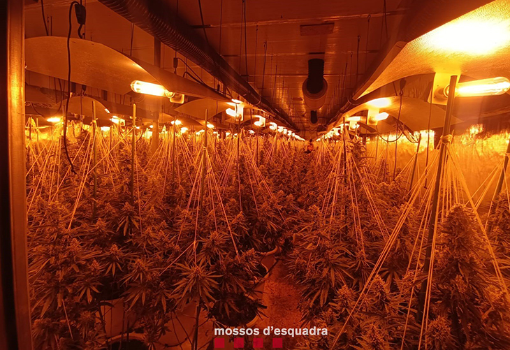 Els Mossos desmantellen una plantació de marihuana en una nau industrial de Sant Esteve Sesrovires