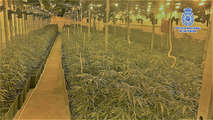Desarticulat un grup criminal dedicat al cultiu de marihuana en naus industrials