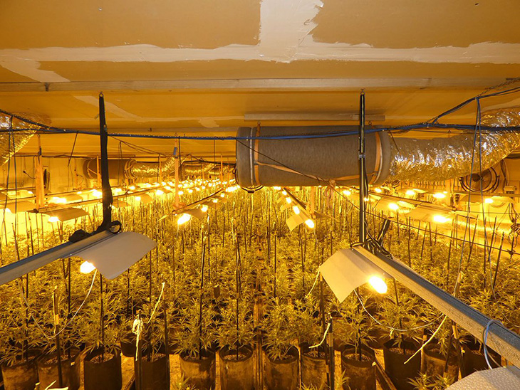 Els Mossos desmantellen una plantació 'indoor' de marihuana a Terrassa amb prop de 2.000 plantes