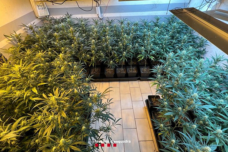 Els Mossos d'Esquadra detenen dues persones per cultivar marihuana en una casa de Barberà del Vallès