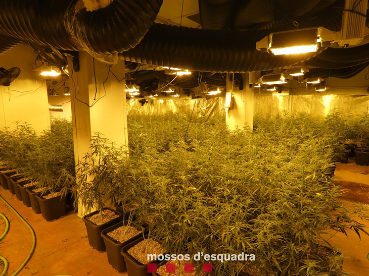 Un detingut i una plantació de marihuana