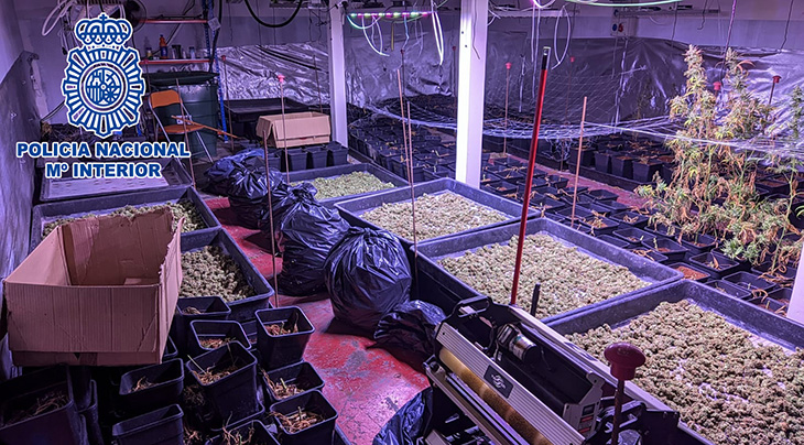 Desmantellat un cultiu de marihuana en una nau industrial a Polinyà