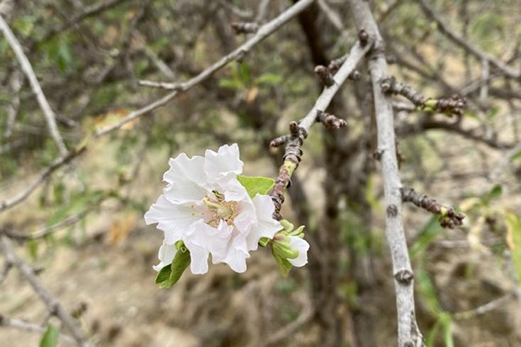 Les altes temperatures de l’octubre provoquen una segona floració de plantes silvestres i arbres fruiters a la tardor