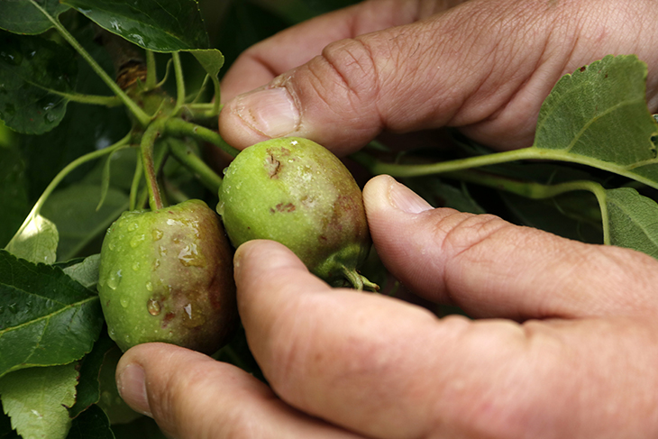 Una pedregada afecta cultius de fruita amb danys de fins al 50% en punts del Pla d'Urgell, les Garrigues i el Segrià