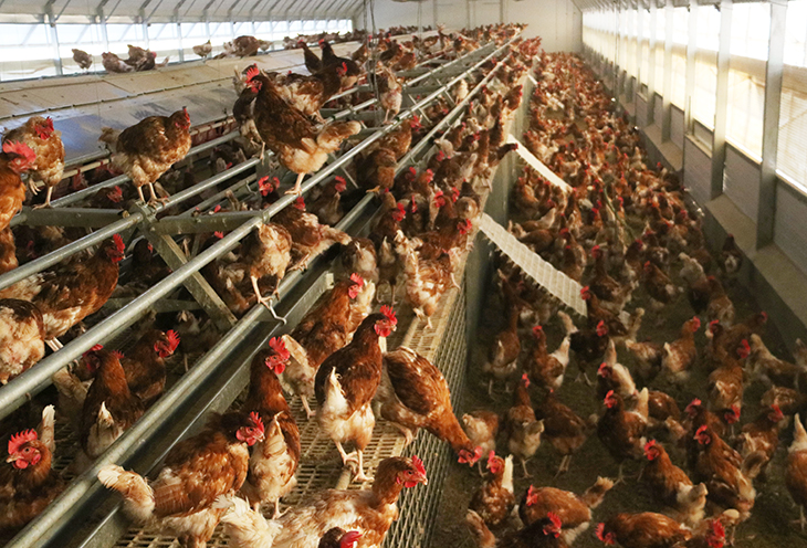 Ordenen el confinament a les granges que crien aus de corral a l’aire lliure per la grip aviària