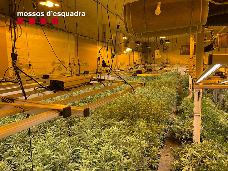 Desmantellen dues plantacions de marihuana ubicades en naus industrials d'Olesa de Montserrat i Riudoms