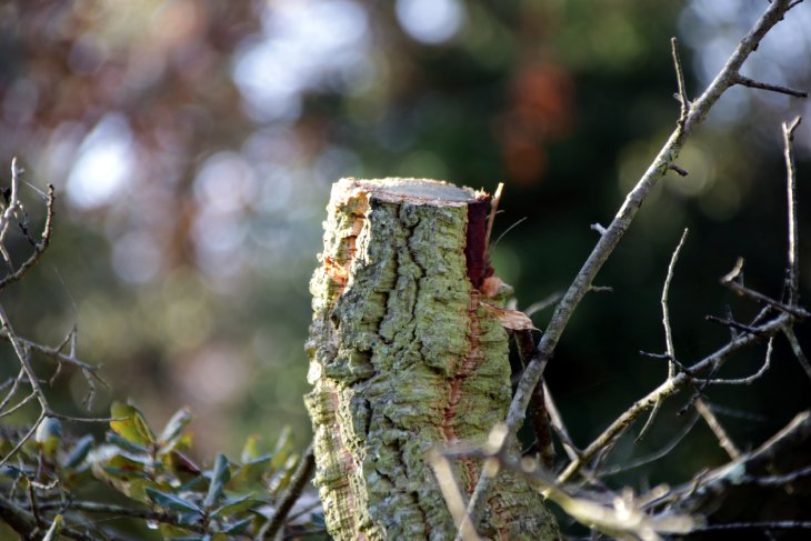 Els Agents Rurals detecten tales d'arbres il·legals per fabricar tions a finques privades de la Selva interior