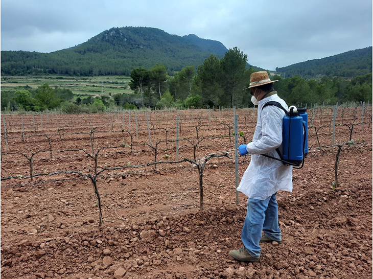 Acció Climàtica confirma l'efectivitat del producte per protegir les vinyes dels cabirols