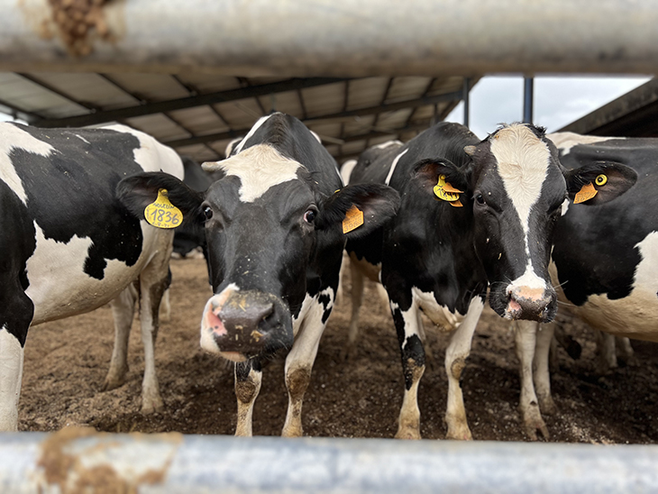 La lluita per la supervivència de les explotacions de llet: "Hem de fer malabars i sacrificar animals per no tancar"