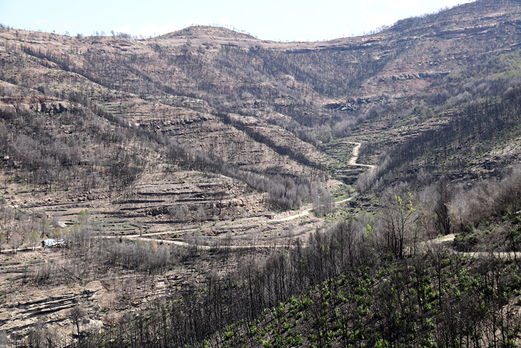 Els propietaris forestals alerten que les pluges només han estat "un respir" i que el bosc continua sent "un polvorí"