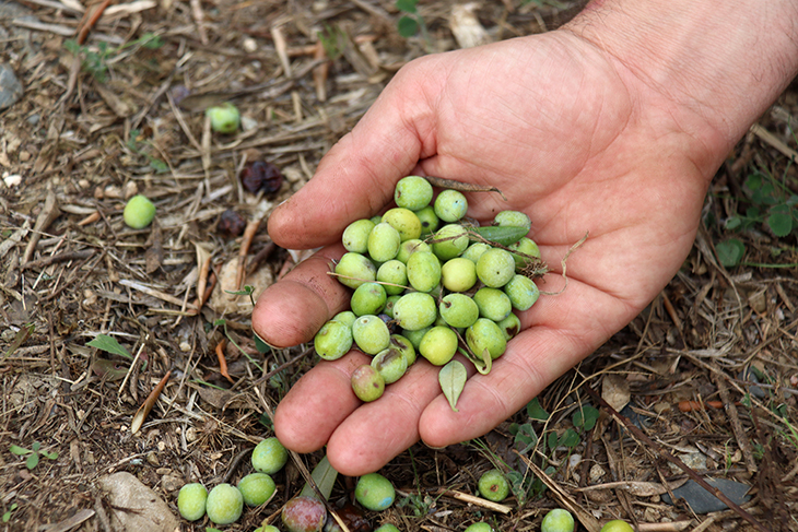 Unió de Pagesos preveu una collita d'olives "molt baixa" al Camp de Tarragona i l'Ebre per la sequera