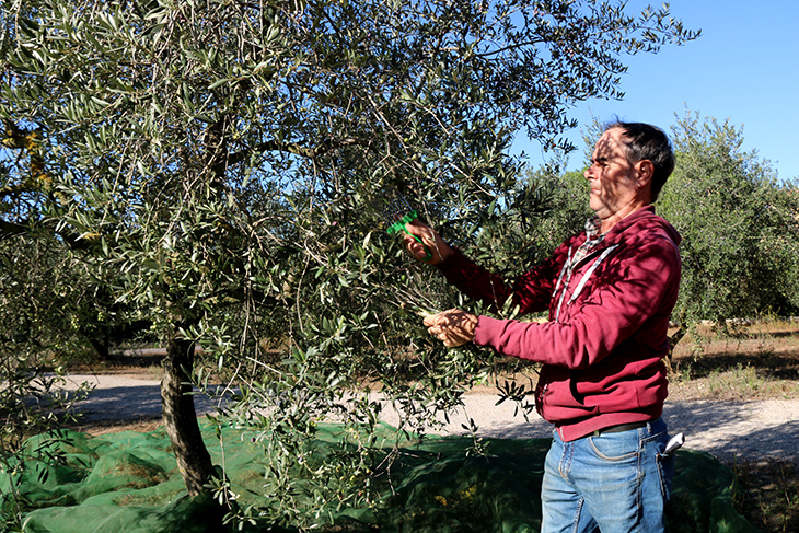 Les cooperatives agràries calculen que la collita d'oli podria duplicar-se i arribar fins a les 35.500 tones