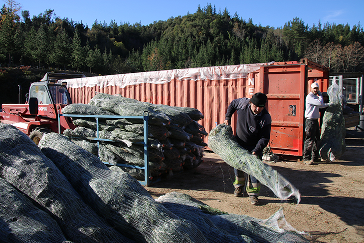 Els cultivadors d'arbres de Nadal es mostren preocupats per l'impacte de la sequera en els exemplars joves