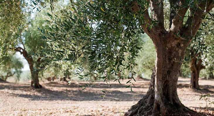 Les cooperatives agràries estimen que la producció d'oli d'oliva pot caure més d'un 50% aquesta campanya