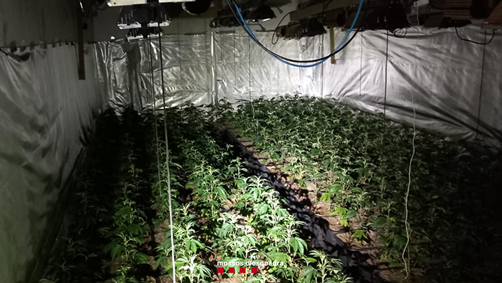 Detenen dos homes per cultivar 872 plantes de marihuana en una nau a Vilanova de Sau
