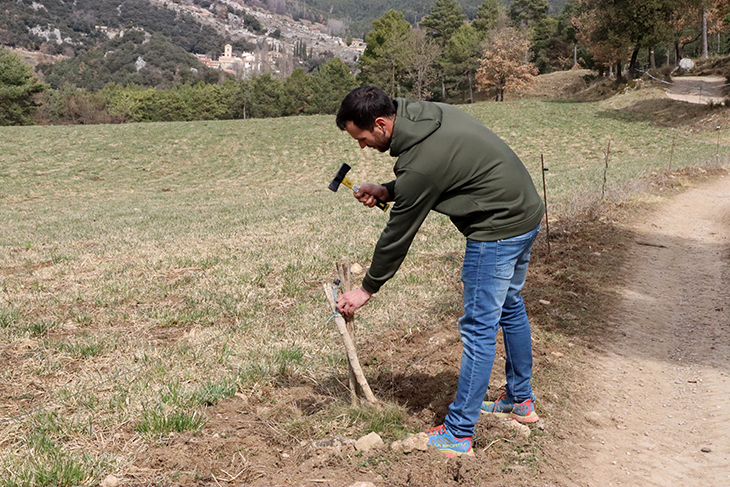Ramaders alerten d'una plaga de cérvols al Berguedà i Ripollès: "Se'ns mengen totes les pastures"