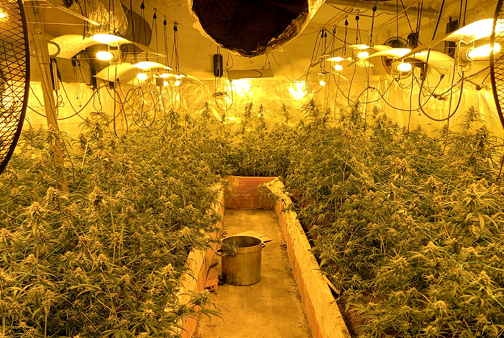 Quatre detinguts a Gironella per cultivar prop de 1.400 plantes de marihuana en una nau