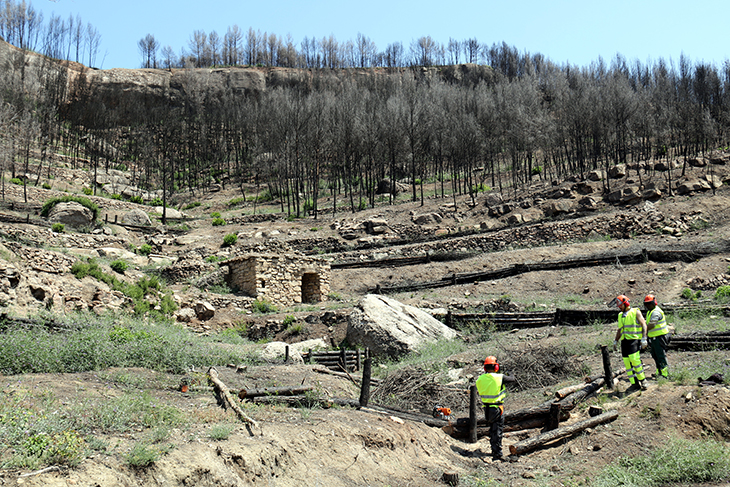 El bosc cremat del Pont de Vilomara comença a rebrotar gairebé un any després de l'incendi
