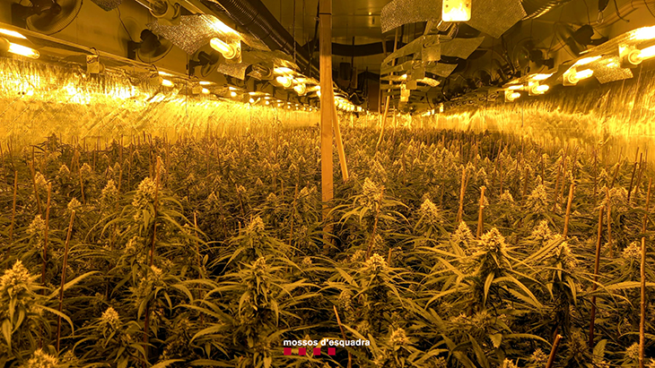Cinc detinguts per cultivar prop de 6.000 plantes de marihuana en una nau de Sant Vicenç de Castellet