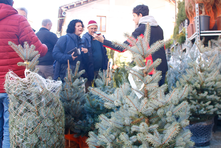 La Fira de l'Avet d'Espinelves obre portes esperant vendre 3.000 arbres de Nadal i rebre 90.000 visitants