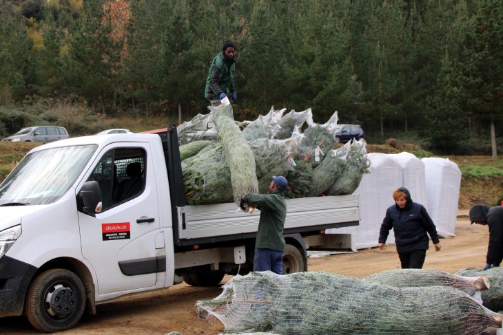 Els productors d'avets del Montseny no podran cobrir tota la demanda per l'efecte de la sequera i l'augment de l'interès